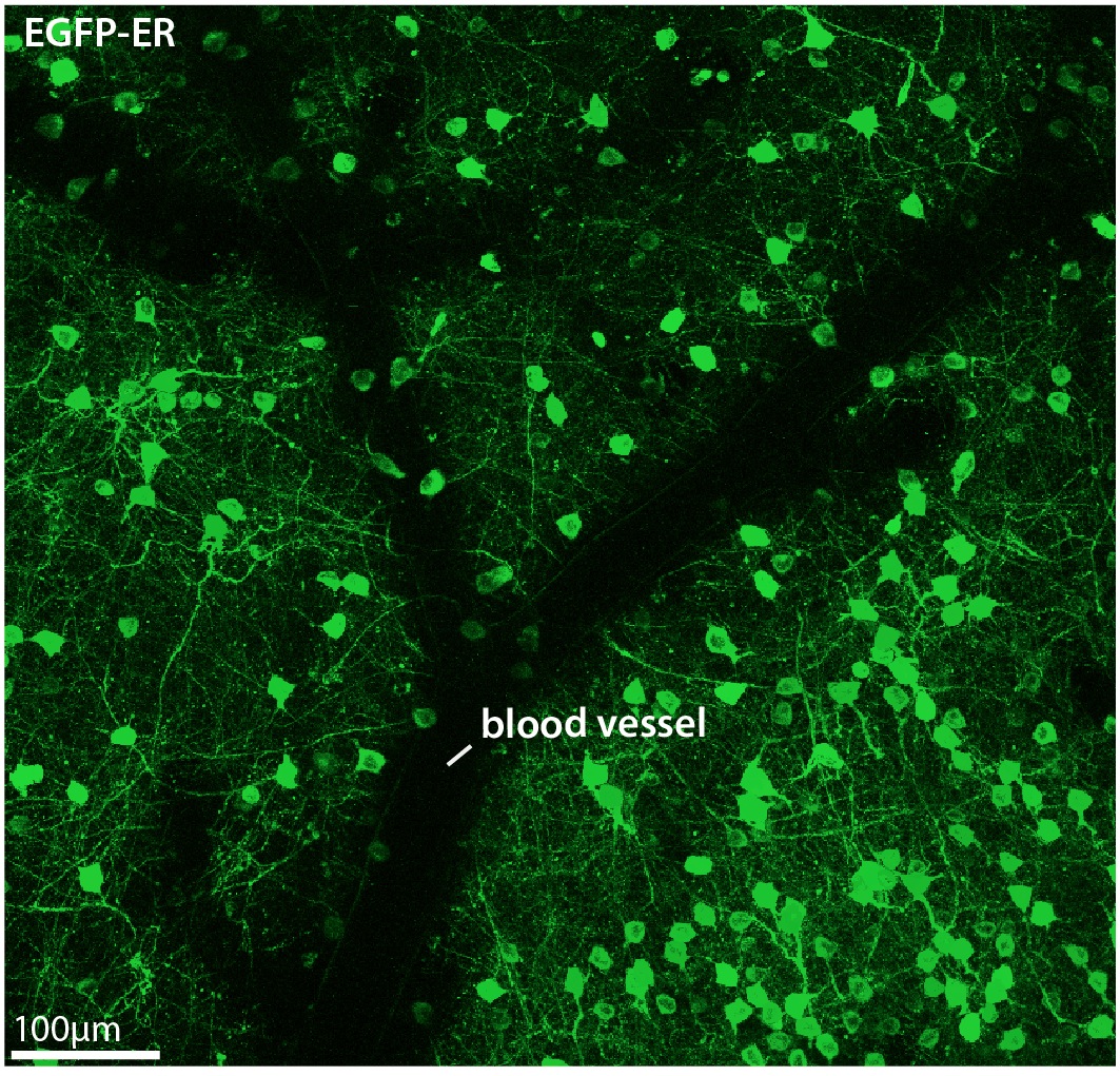 In vivo two-photon image of cortical neurons expressing enhanced green fluorescent protein targeted to ER lumen (EGFP-ER).