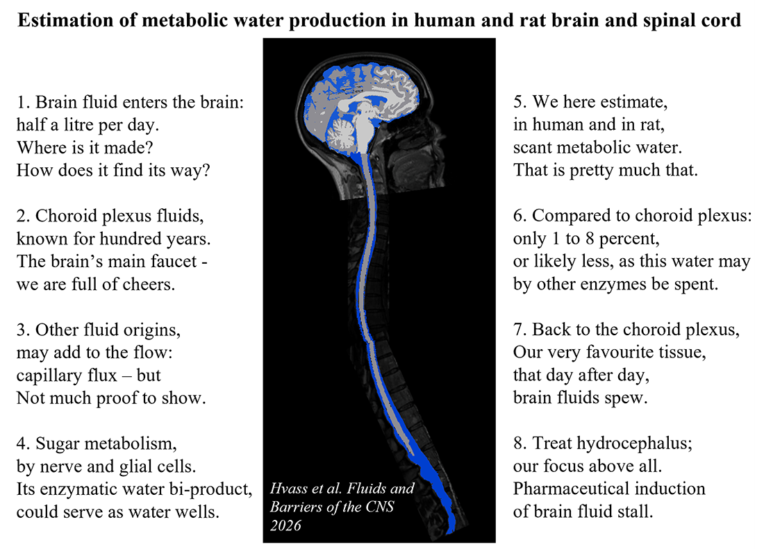 Matebolic water production Matebolic water production
